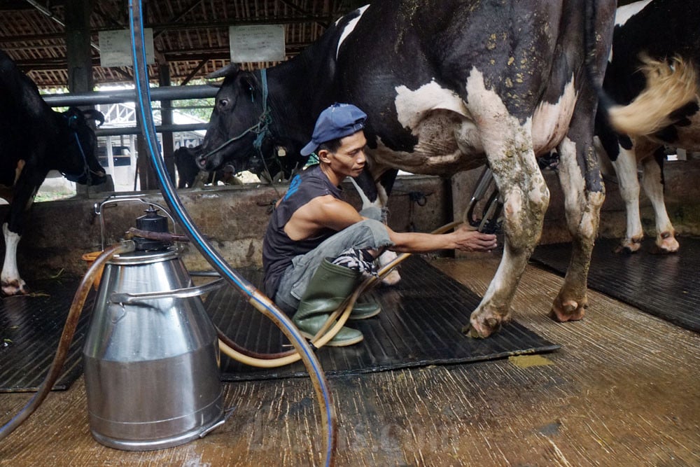 Pemerintah Indonesia Impor Susu Hingga Miliaran Dolar: Dampak dan Peluang Bisnis